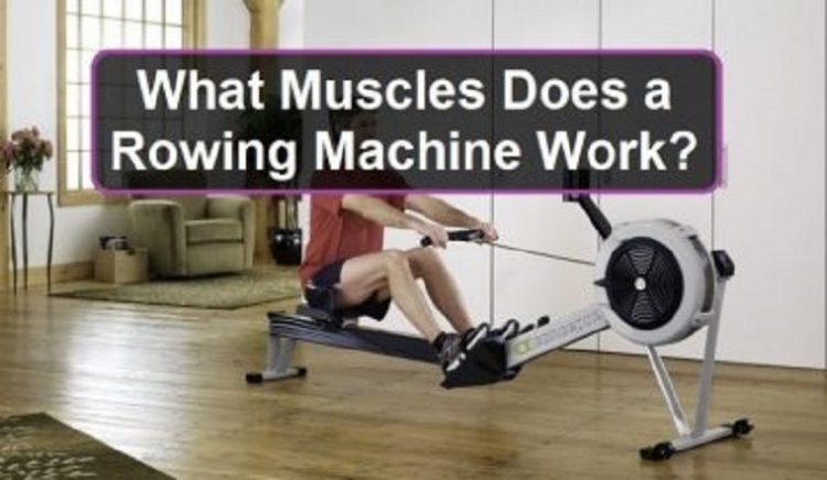 What Muscles Does a Rowing Machine Work